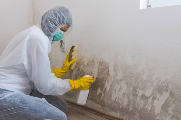 Best Environmental Consulting for Mold Prevention  in West Yarmouth, MA