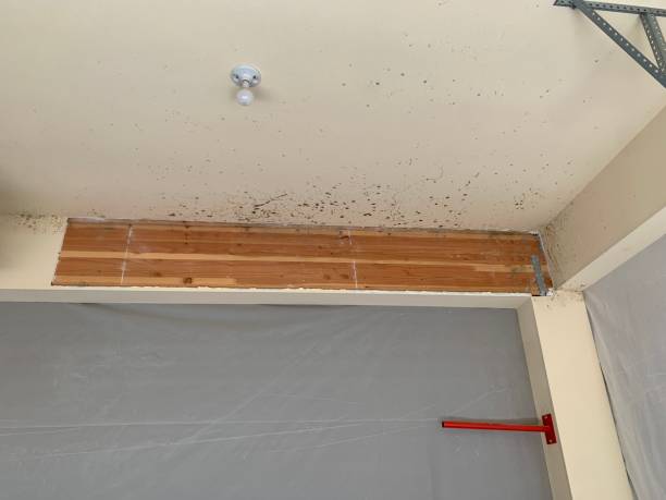  West Yarmouth, MA Mold Removal Pros