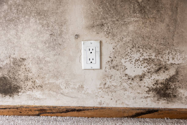 West Yarmouth, MA Mold Removal Company