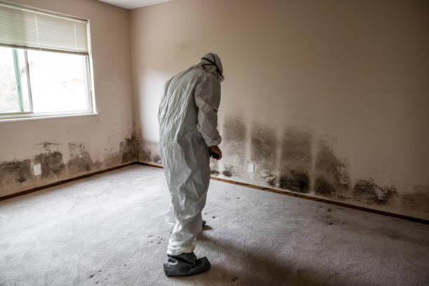 Best Comprehensive Air Testing for Mold Contaminants  in West Yarmouth, MA