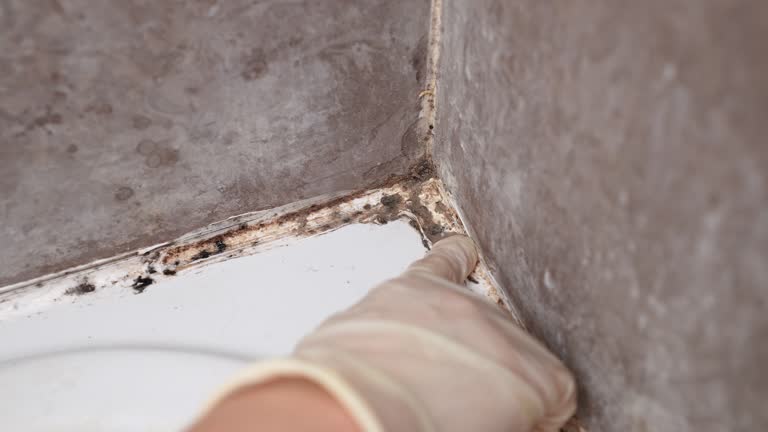 Best Black Mold Removal  in West Yarmouth, MA